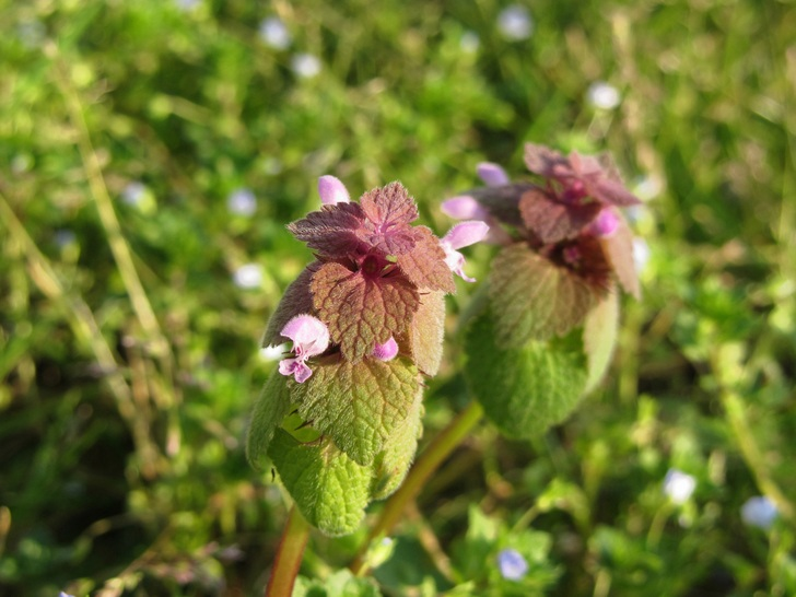 Urzica moart mov (lamium purpureum) una pianta molto preziosa: benefici, utilizzi e precauzioni