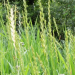 IL PANTANO SOTTO I NOSTRI PIEDI, CON EFFETTI TERAPEUTICI STRAORDINARI