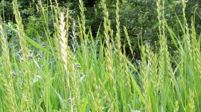 IL PANTANO SOTTO I NOSTRI PIEDI, CON EFFETTI TERAPEUTICI STRAORDINARI