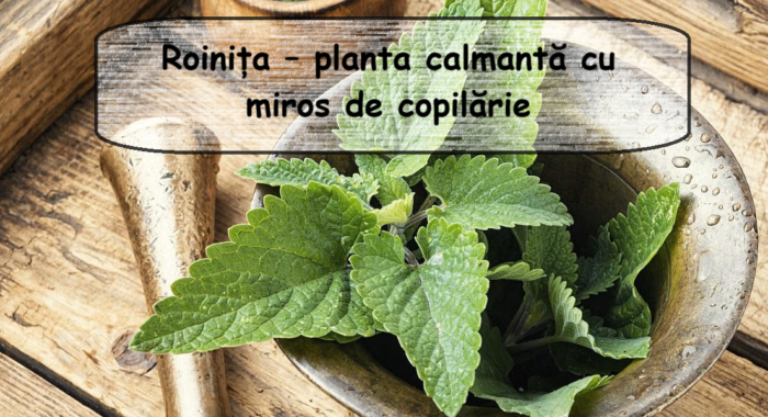 Roinia, pianta calmante con profumo di infanzia: ricette e utilizzo