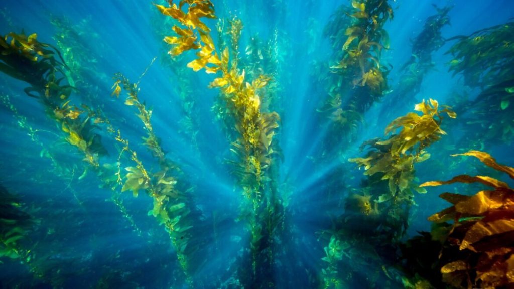 Come le alghe marine stimolano la disintossicazione dell’organismo
