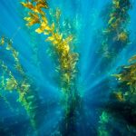 Come le alghe marine stimolano la disintossicazione dell’organismo