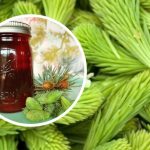 Lo sciroppo di germogli di pino che preparavano i nonni in primavera