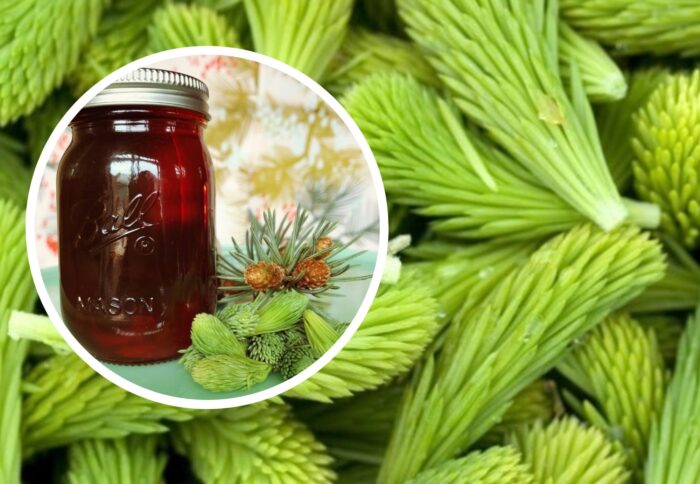 Lo sciroppo di germogli di pino che preparavano i nonni in primavera