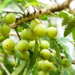Il succo di amla: il segreto naturale per capelli, pelle e digestione sana