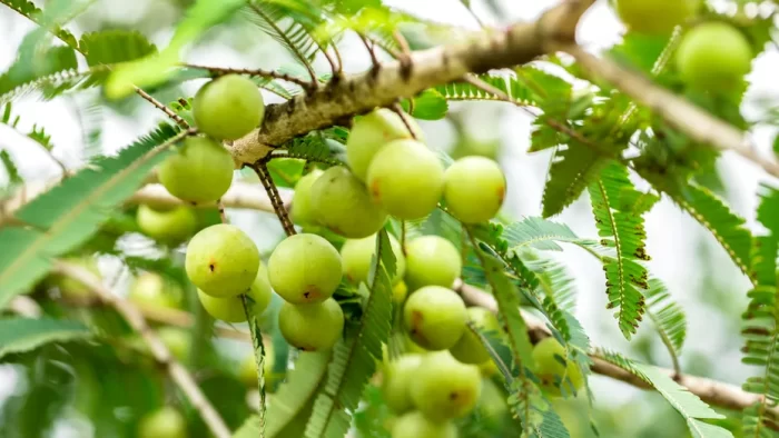 Il succo di amla: il segreto naturale per capelli, pelle e digestione sana