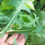 Tè di lattuga selvatica (susai) pianta amara che lenisce il pancreas e tutto il sistema digestivo