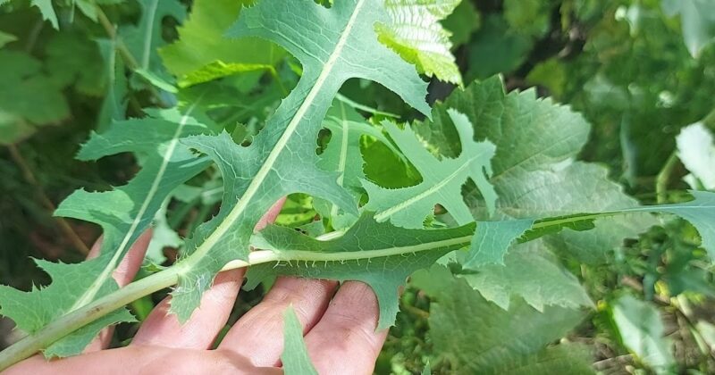 Tè di lattuga selvatica (susai) pianta amara che lenisce il pancreas e tutto il sistema digestivo