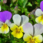 Come reagisce l’organismo dopo 5 giorni con tè di tre fiori di prato