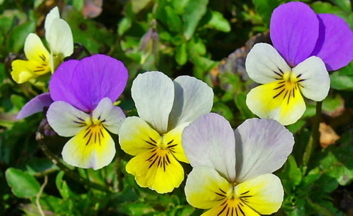 Come reagisce l’organismo dopo 5 giorni con tè di tre fiori di prato