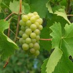 Foglia di vite: benefici poco conosciuti e ricetta per l’infusione (tabella nutrizionale)