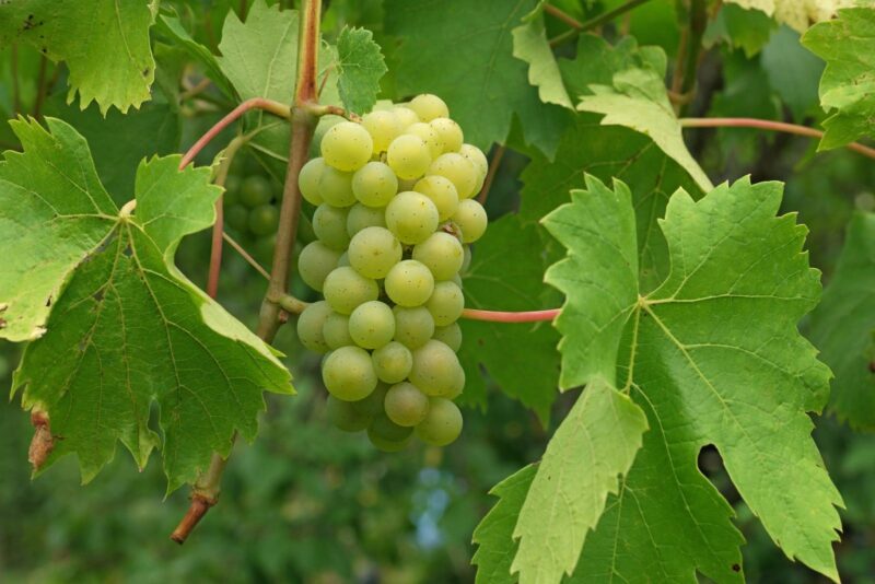 Foglia di vite: benefici poco conosciuti e ricetta per l’infusione (tabella nutrizionale)