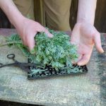 Unguento di Assenzio: Il rimedio naturale per la pelle e le articolazioni (ricetta e utilizzo)