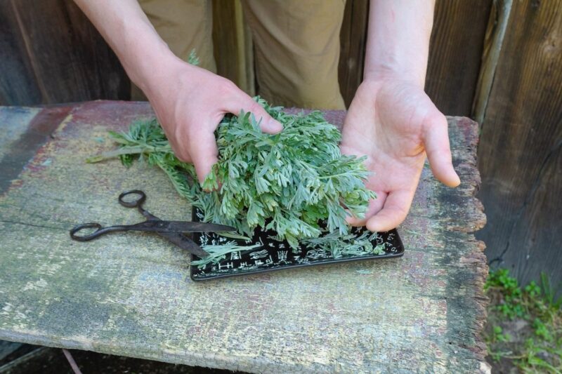 Unguento di Assenzio: Il rimedio naturale per la pelle e le articolazioni (ricetta e utilizzo)