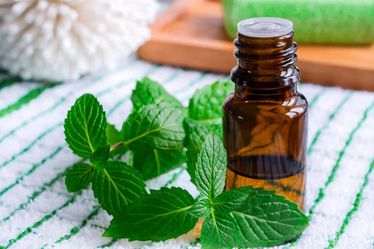 Qual è l’effetto dell’olio di menta sui mal di testa, come si prepara e come si applica