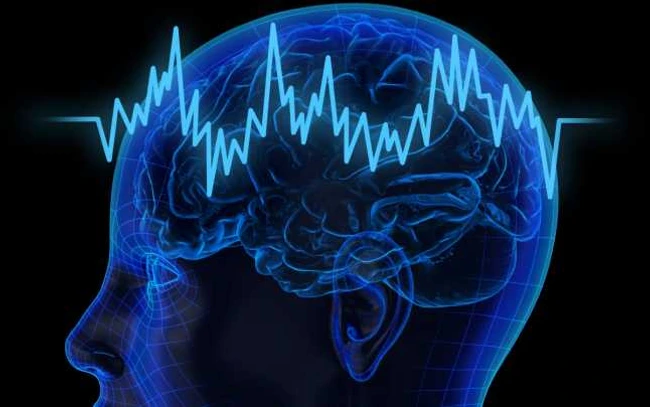 Le piante che proteggono il cervello dopo i 50 anni: Ricette semplici con effetti cognitivi