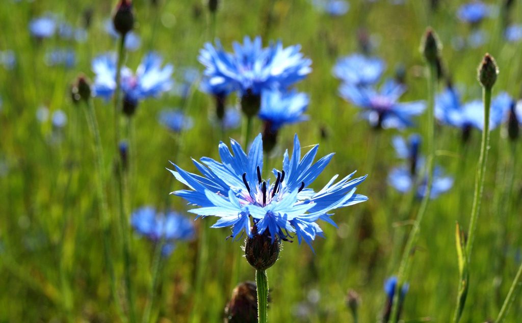 I fiori di fiordaliso: quali disturbi possono trattare e come usarli