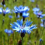 I fiori di fiordaliso: quali disturbi possono trattare e come usarli