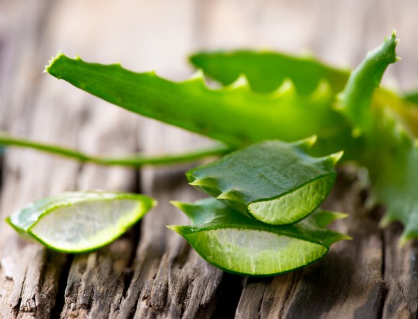 L’aloe vera è considerata una pianta miracolosa da oltre 4000 anni