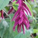 Il cibo dell’immortalità, il cereale che stupisce i nutrizionisti. Supera il riso integrale e la quinoa