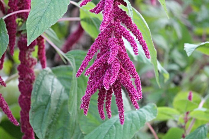 Il cibo dell’immortalità, il cereale che stupisce i nutrizionisti. Supera il riso integrale e la quinoa