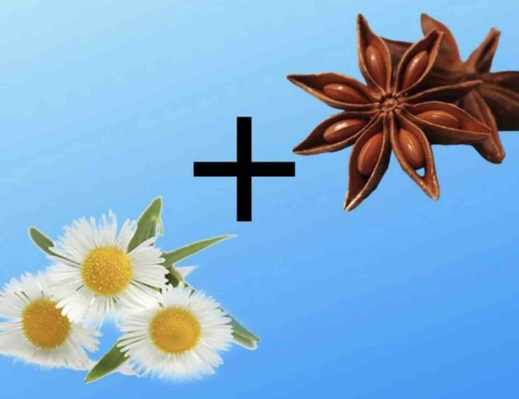 Tisana serale con anice e camomilla: la ricetta del relax di tempi dimenticati