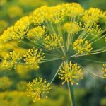 I semi di aneto: il rimedio semplice che combatte il gonfiore e aiuta il sonno (ricette)