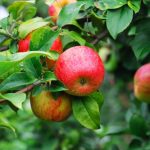 Le foglie di melo non sono solo per il compost: come trasformarle in un tè curativo