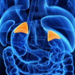 Radice di liquirizia: l’alleato delle ghiandole surrenali