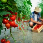 Bicarbonato di sodio per le coltivazioni di pomodori: come prepararlo e come applicarlo
