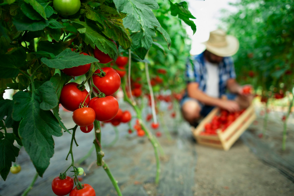 Bicarbonato di sodio per le coltivazioni di pomodori: come prepararlo e come applicarlo