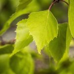 Le foglie di betulla: il disintossicante naturale che supporta i reni, la pelle e le articolazioni (modi di utilizzo)