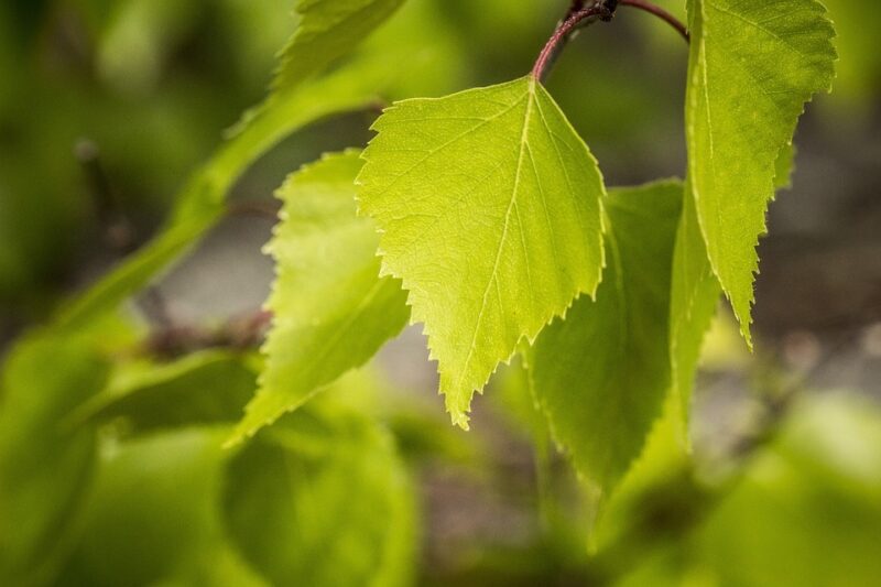 Le foglie di betulla: il disintossicante naturale che supporta i reni, la pelle e le articolazioni (modi di utilizzo)