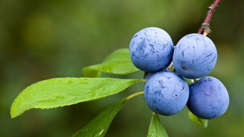 Prunus spinosa: fiore, foglia o frutto? Quale parte della pianta è più potente e come si utilizza ciascuna