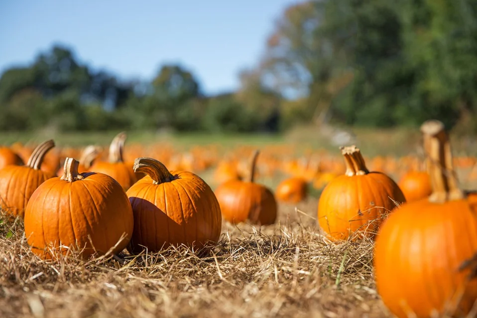 Tutto sul zucchetto: i benefici per la salute della zucca e come utilizzarlo in diverse ricette