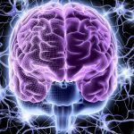 Le piante più potenti che proteggono il sistema nervoso da stress, ansia e sonno