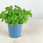 Il basilico non è solo un’erba aromatica, ha benefici straordinari per la salute