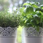 Decotto di basilico e timo: rimedio aromatico per polmoni e sinusite