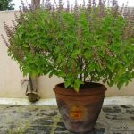 Il basilico sacro: benefici importanti, confronto con il basilico normale ed effetti collaterali