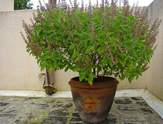 Il basilico sacro: benefici importanti, confronto con il basilico normale ed effetti collaterali
