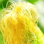 Infusione di seta di mais: diuretico naturale con effetti più potenti di quanto pensassi (ricette e controindicazioni)