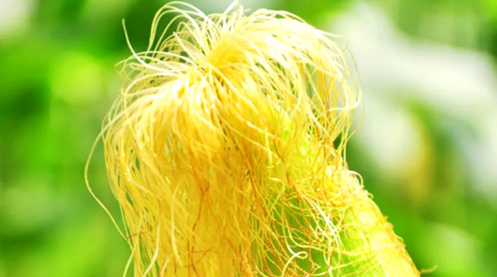 Infusione di seta di mais: diuretico naturale con effetti più potenti di quanto pensassi (ricette e controindicazioni)