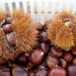 Deliziose e molto gustose, le castagne commestibili hanno proprietà terapeutiche che non dobbiamo trascurare