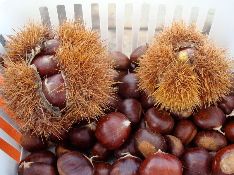 Deliziose e molto gustose, le castagne commestibili hanno proprietà terapeutiche che non dobbiamo trascurare