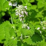 Ctunica: una pianta dimenticata per il sistema nervoso e non solo