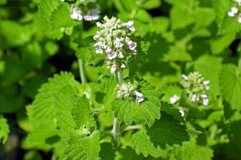 Ctunica (Nepeta cataria) pianta care liniștește trupul și mintea (Moduri de utilizare și rețete)