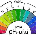 Succhi alcalini: come prepararli a casa e quali effetti hanno a lungo termine