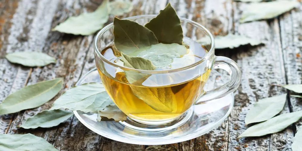 Tè di alloro per il tratto gastrointestinale: modalità di preparazione e consumo