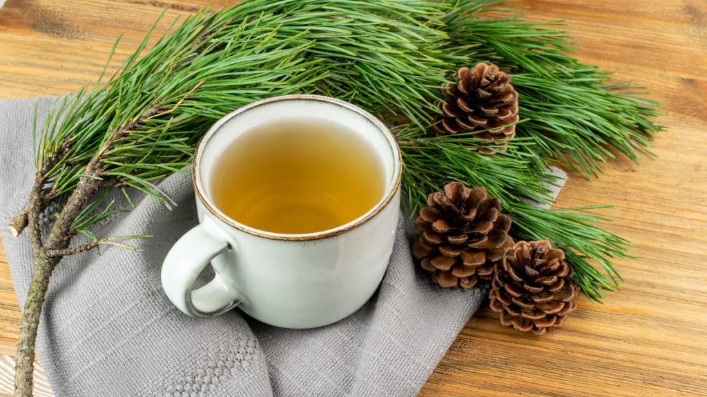 Tè di aghi di pino: rimedio naturale per numerose affezioni