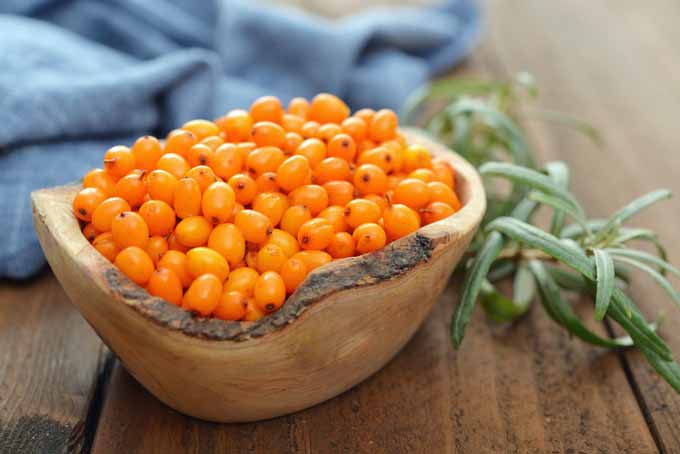Frutti di cina molto salutari: contenuto di vitamina C dieci volte superiore a quello del limone + controindicazioni